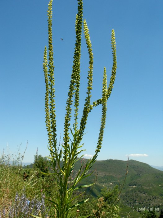 Sierra Espad�n, CS