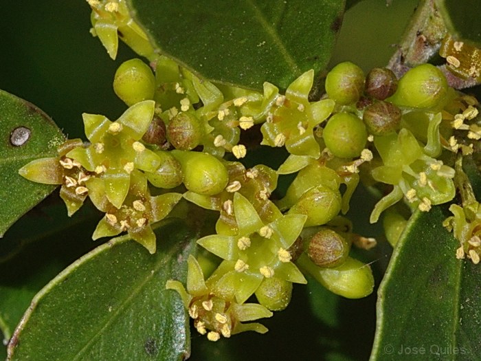 Devesa del Saler
