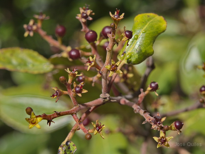 P.N. Garajonay, La Gomera