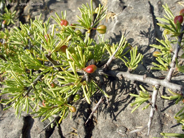 Sierra de Buixcarr�, V