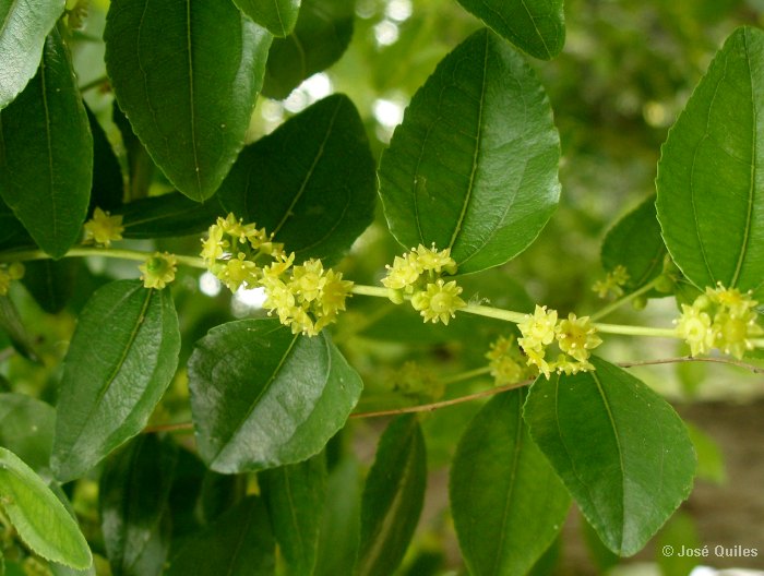 Cultivada