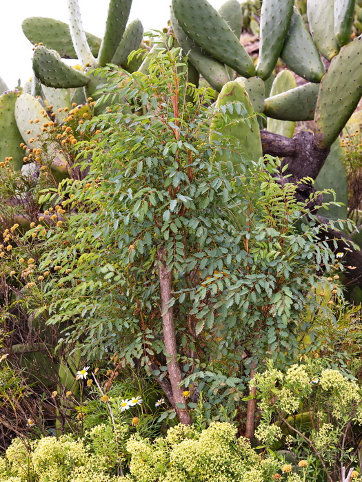 Alajer�, La Gomera