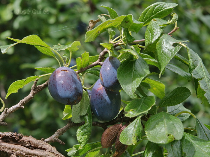 R�o Bohilgues, Ademuz
