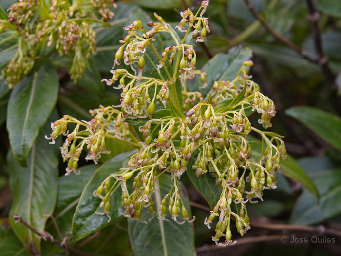 P.N. Garajonay, La Gomera