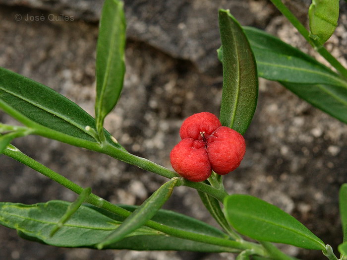 Sierra de Tramuntana, PM