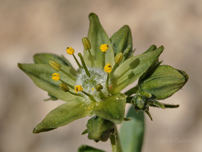 Hoya de Guadix-Baza, GR
