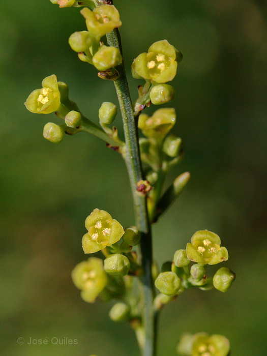 Sierra Espad�n, CS