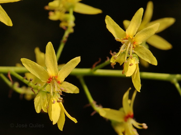 Cultivada, asilvestrada