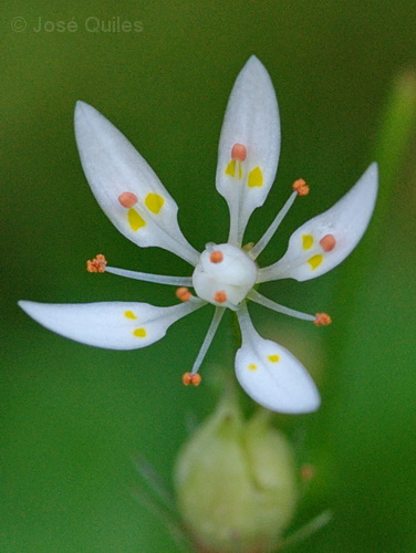 Saxifraga clusii