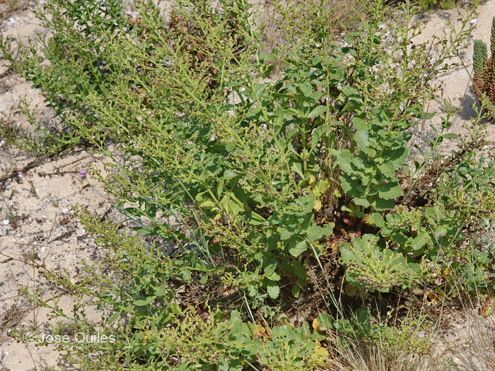 Pen�nsula de Troia, Alentejo Litoral