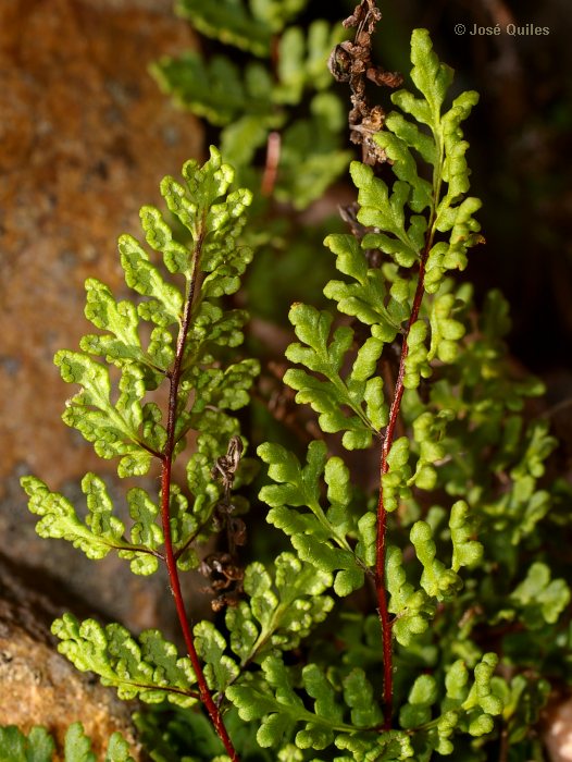 Sierra Espad�n, CS