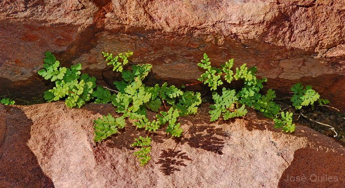 Sierra Espad�n, CS