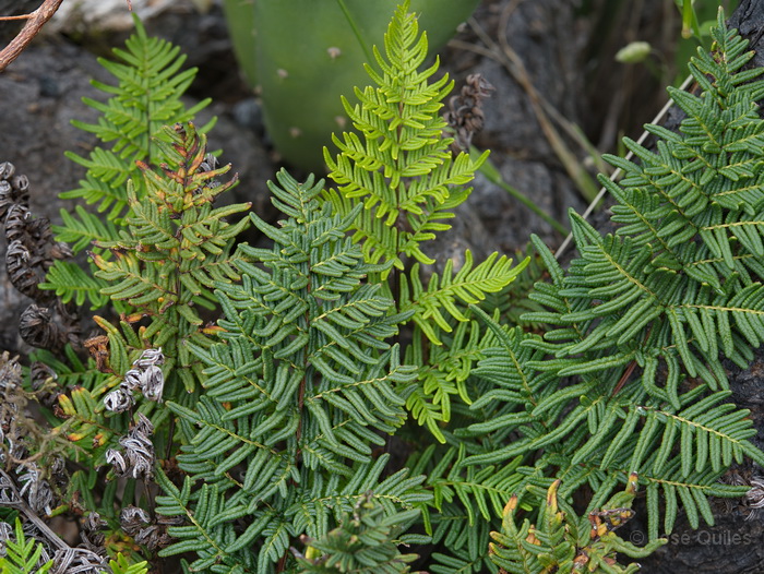 Alajer�, La Gomera