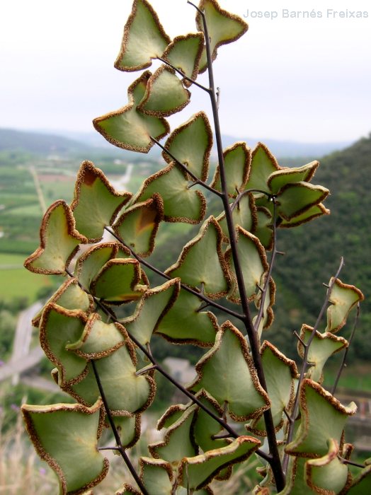 La Selva, GI