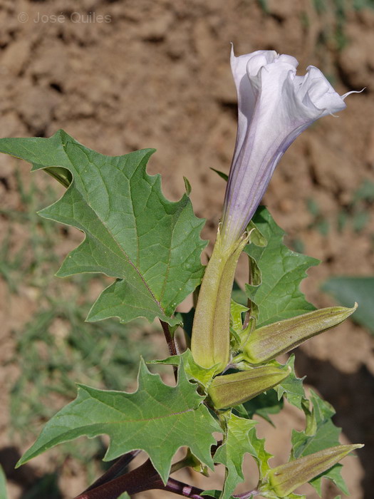 Huerta de Valencia