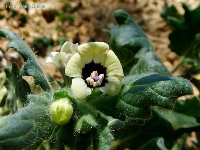 Sierra Espad�n, CS