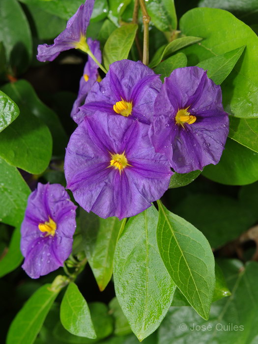 Cultivada