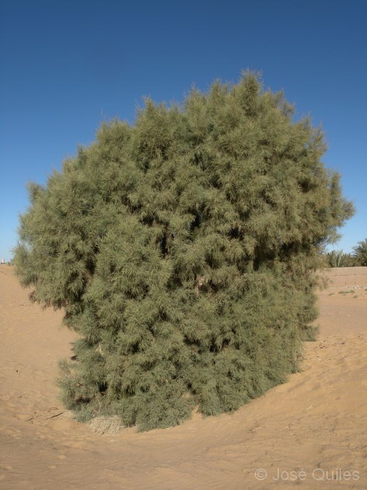 Tafilalt, Marruecos