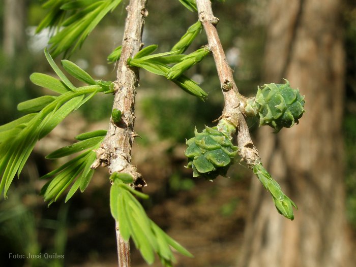 Cultivada