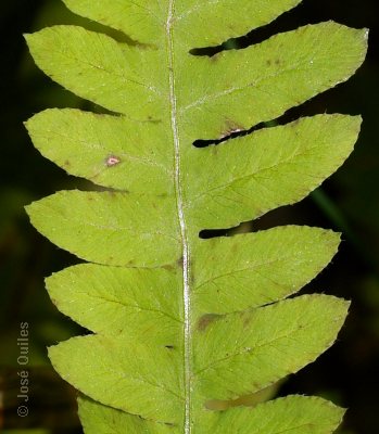 Sierra Espad�n, CS