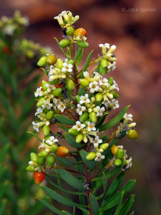 Sierra Espad�n, CS