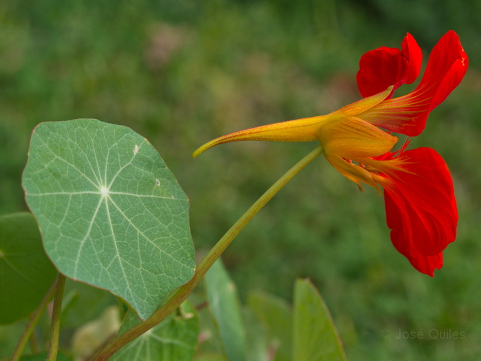 Cultivada