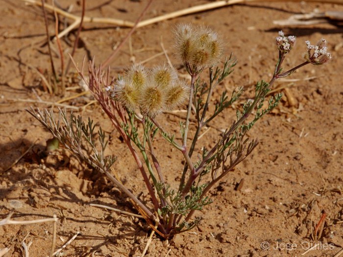 Tafilalt, Marruecos