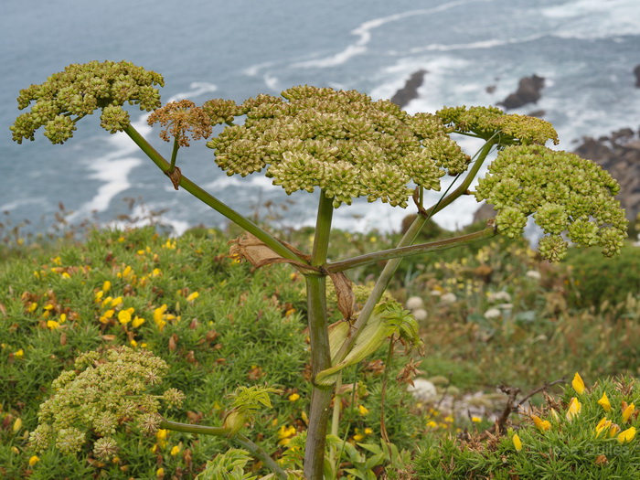 Cabo Pe�as, AS