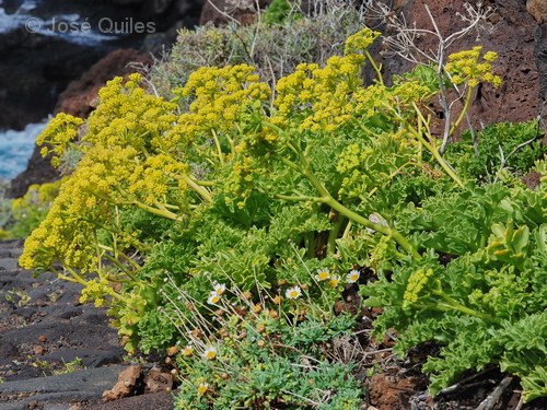 La Palma, Canarias