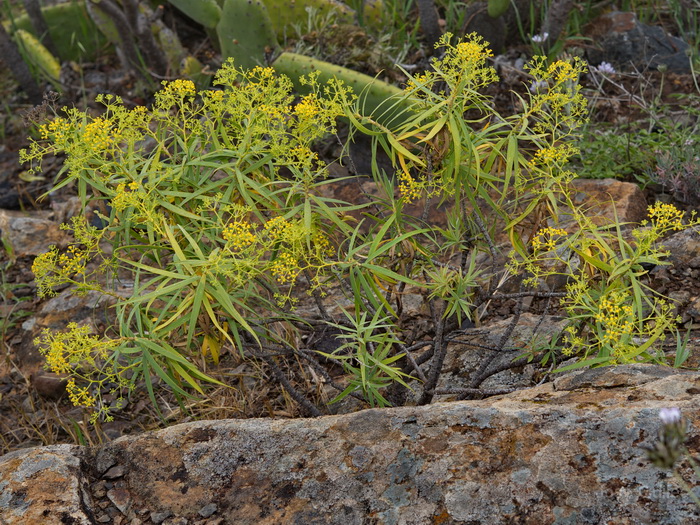 Alajer�, La Gomera
