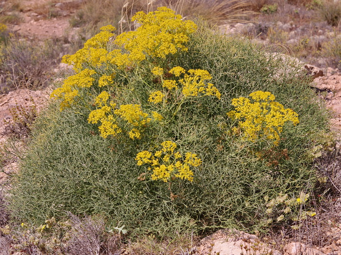 El Altet, Alicante