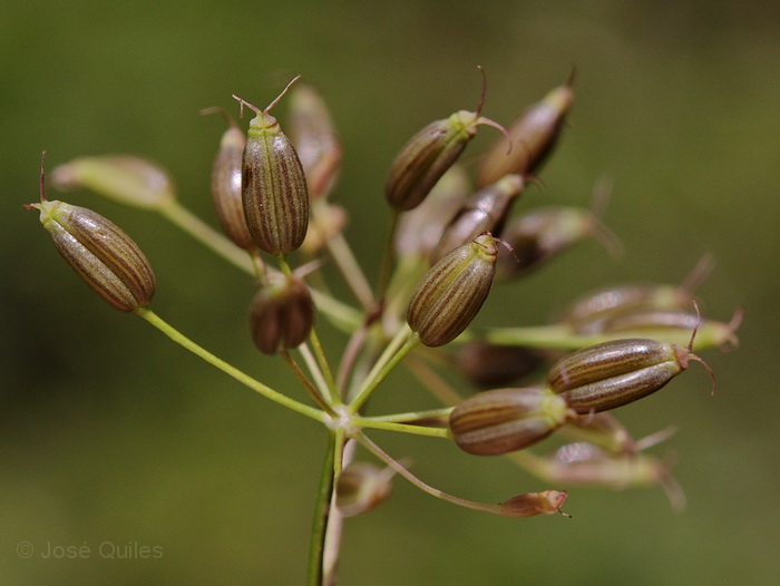 Sierra de Buixcarr�, V
