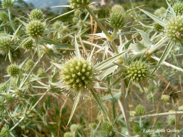Sierra Calderona, V