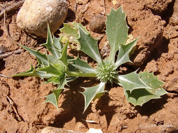 P.N. de Souss-Massa, Marruecos