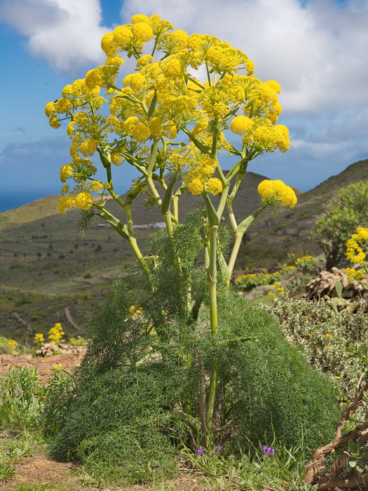 Riscos de Famara, Lanzarote
