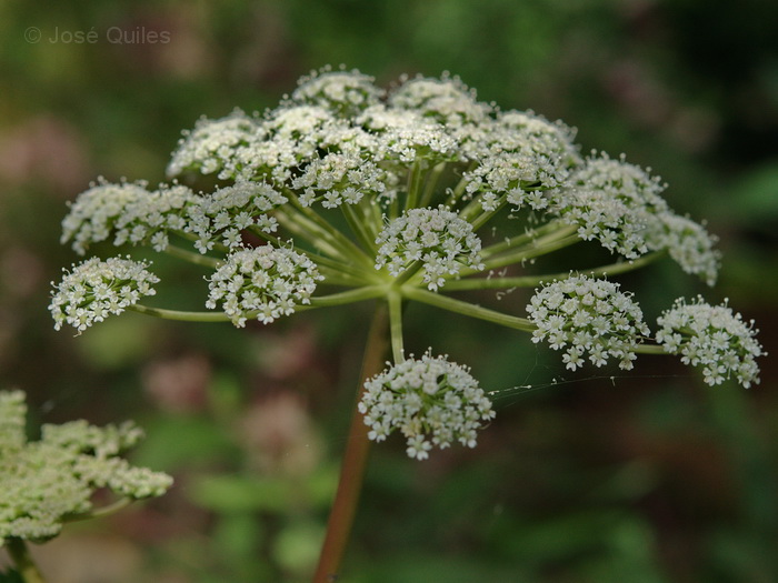 Sierra Espad�n, CS