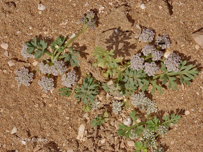 P.N. de Souss-Massa, Marruecos