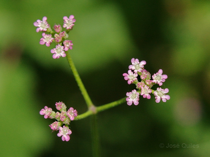 Sierra Espad�n, CS
