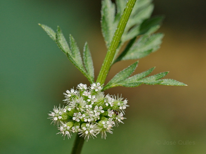 Albufera de Valencia