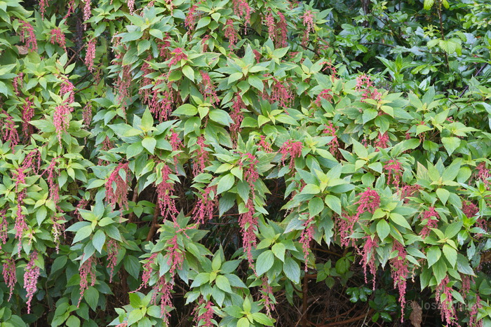 P.N. Garajonay, La Gomera