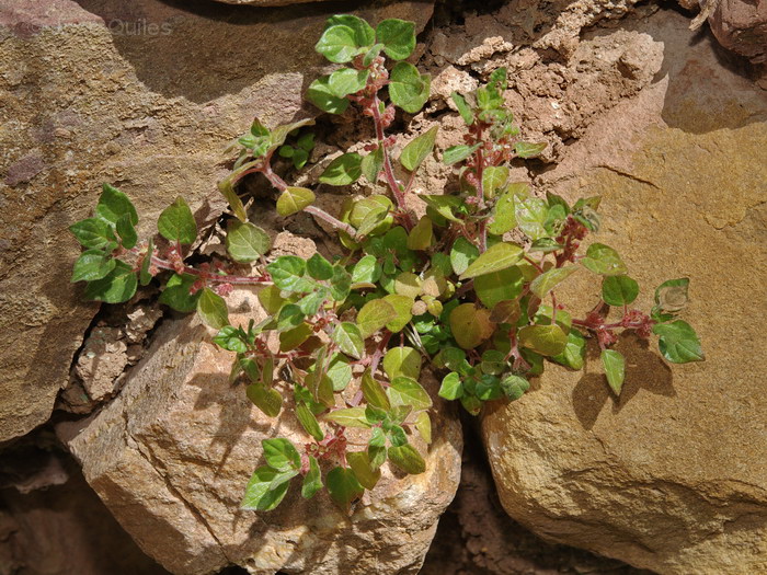 Sierra Espad�n, CS
