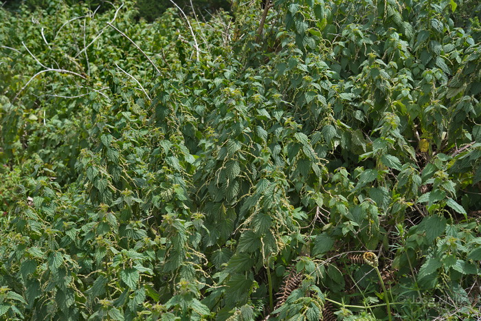 P.N. Garajonay, La Gomera