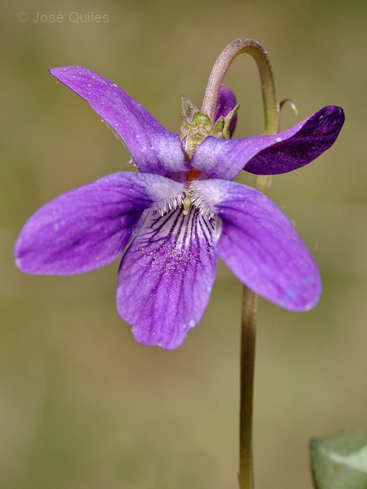 Sierra de G�dar, TE