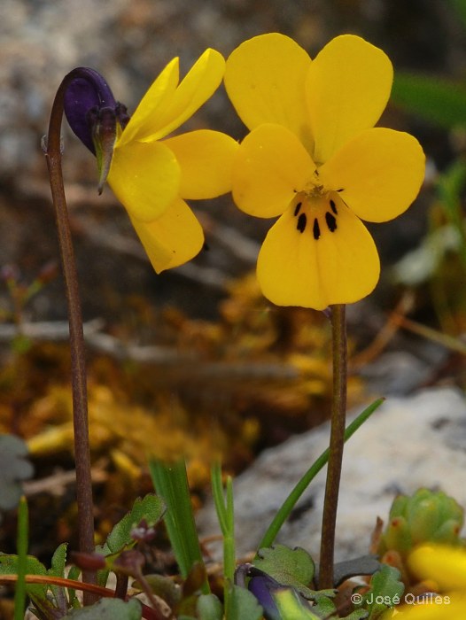 Sierra de Grazalema, CA