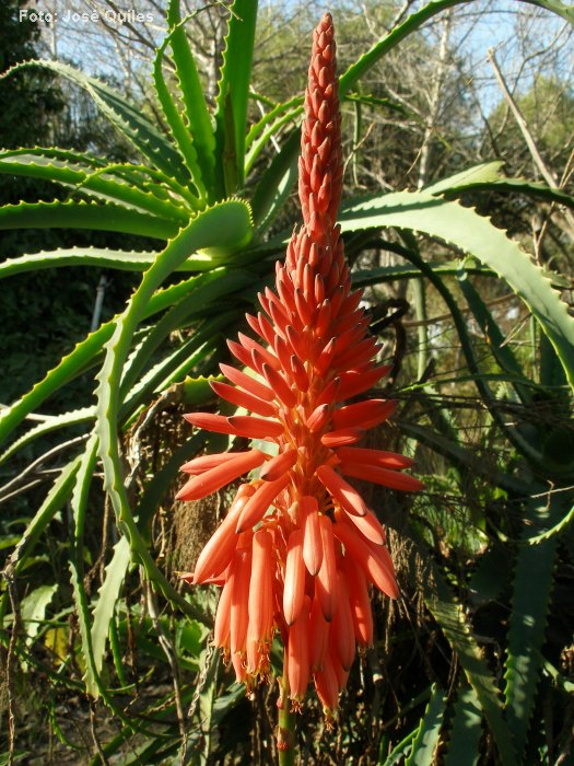 Devesa del Saler
