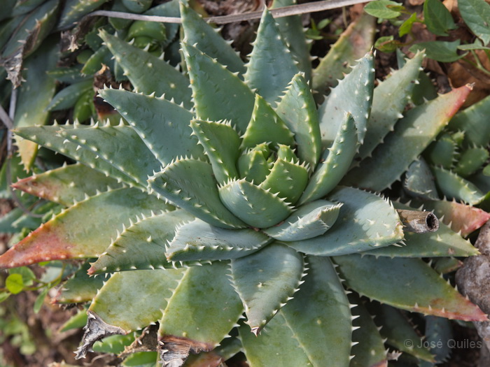 Cultivada