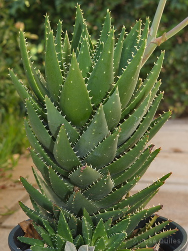 Cultivada