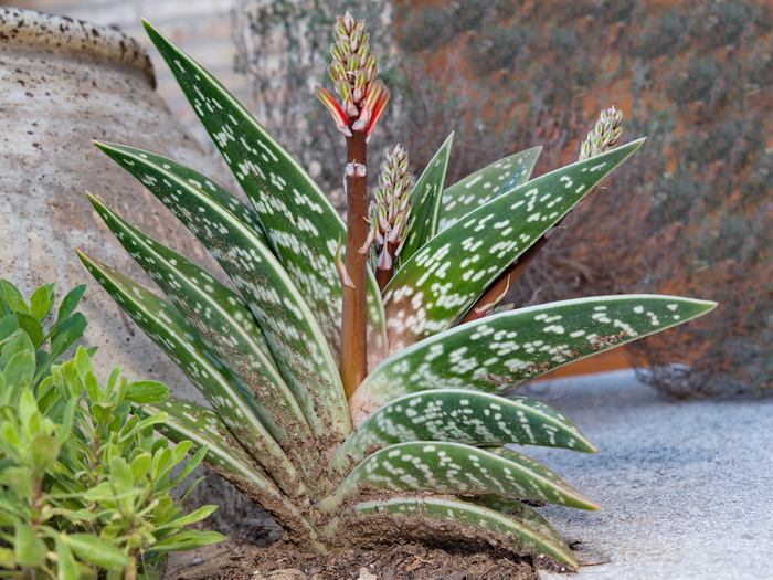 Cultivada