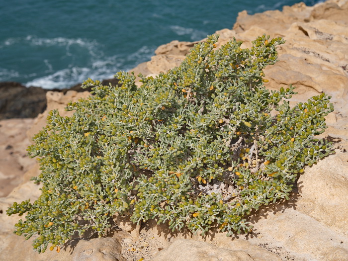 Puerto del Rosario, Fuerteventura