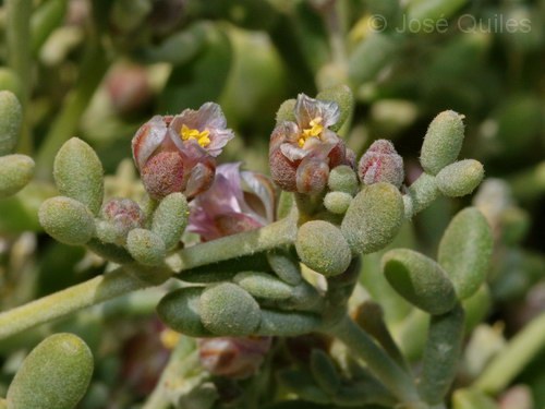 Tetraena gaetula